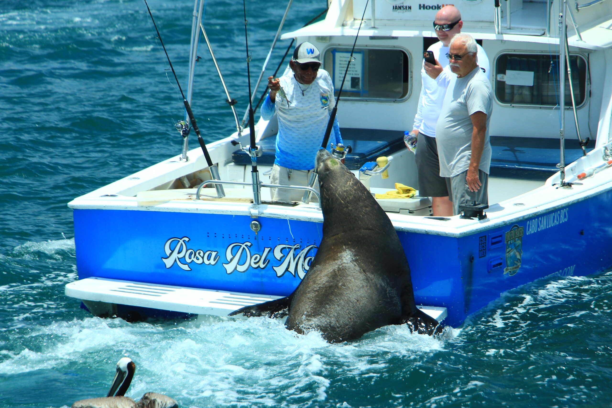 Lobo marino interactuando con un pescador y turistas en un barco de pesca en Los Cabos.