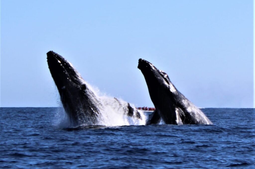 Avistamiento de ballenas en Cabo San Lucas