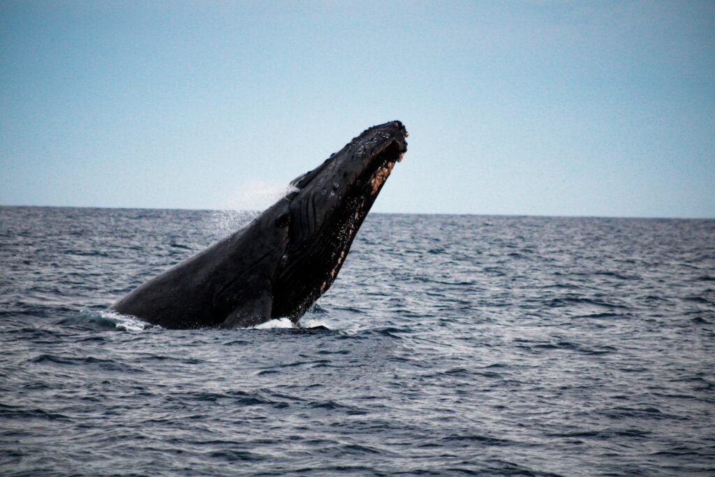 Avistamiento de ballenas en Cabo San Lucas