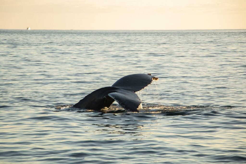 Avistamiento de ballenas en Cabo San Lucas